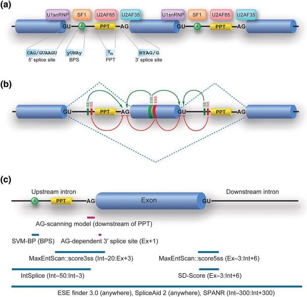 Challenges of Predicting Effects of RNA Splicing