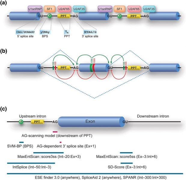 rna processing