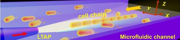 Organization and Transport of Cell Chain Through Optofluidics