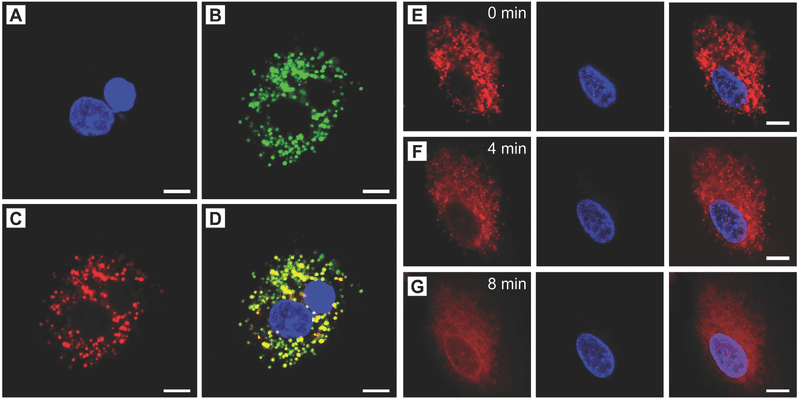 Natural Fatty Acids as Gating Materials for Near-Infrared-Triggered Drug Release