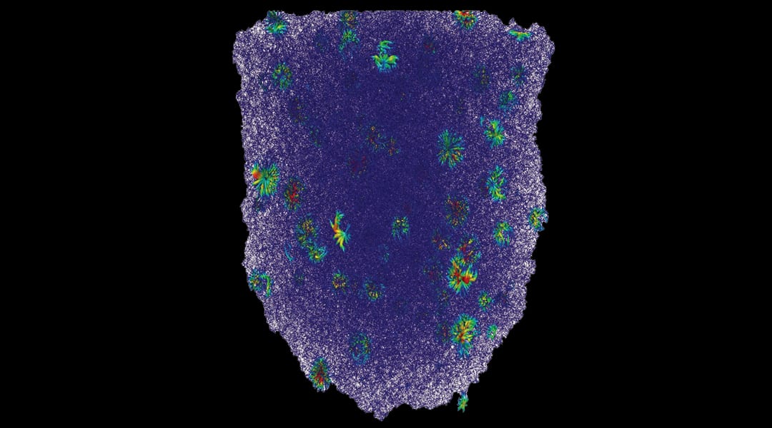 Recent Progress in Cellular Materials