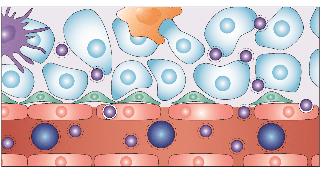 Breaking free from vascular confinement: status and prospects for submicron ultrasound contrast agents