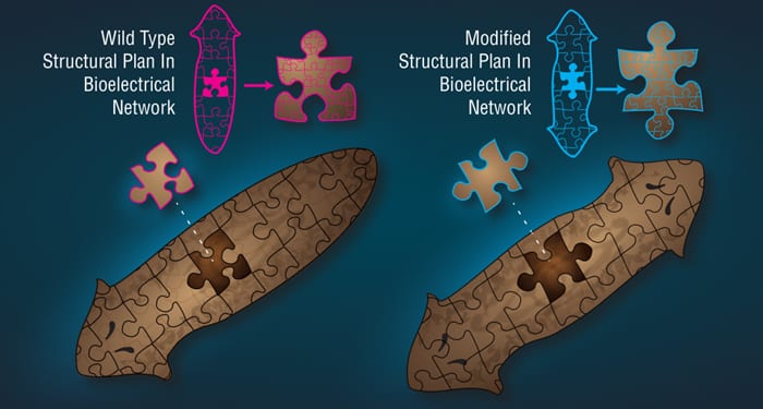 Multiscale Memory and Bioelectric Error Correction in the Cytoplasm-Cytoskeleton-Membrane System