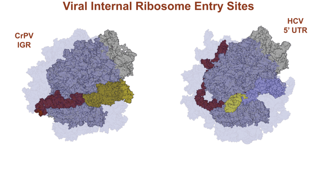 Viral Internal Ribosomal Entry Sites: Four Classes for One Goal