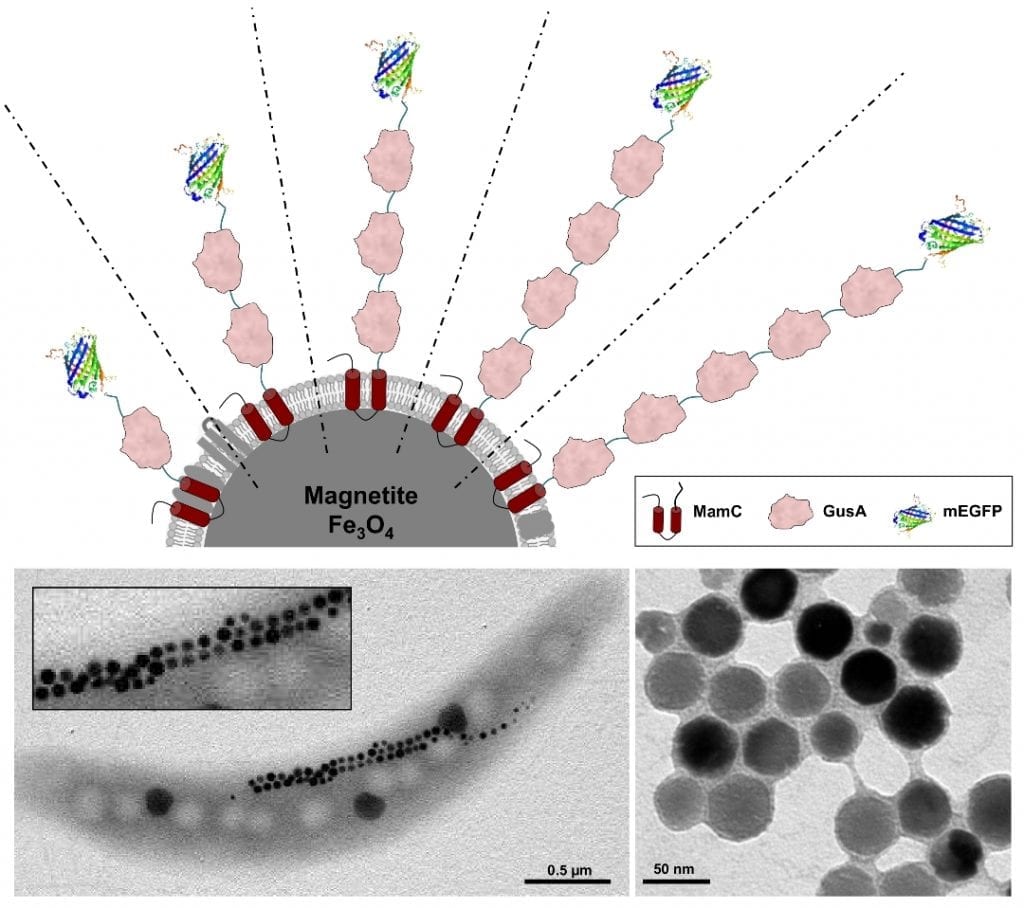 Natural Nanoparticles for Biomedical