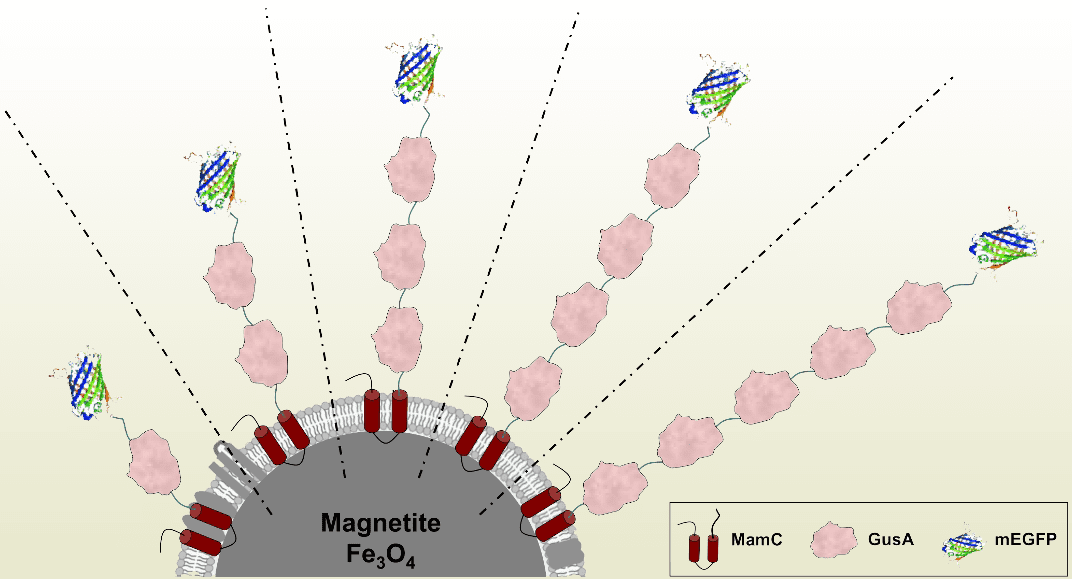 Magnetosomes: Natural Magnetic Nanoparticles for Biomedical Applications