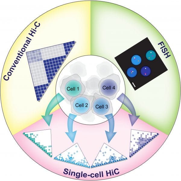 Advances in Deciphering the 3D Organization of Genomes