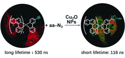 Live–Cell Imaging via a Clickable Probe With an Exceptionally Long Lifetime Shift