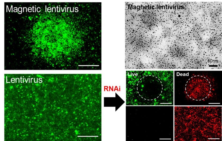 Cancer Therapy with Magnetic RNA Interference Nanoparticles