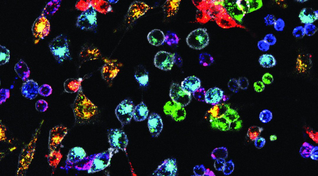 Rainbow Cell Barcoding: Fluorescent Polymer Nanoparticles