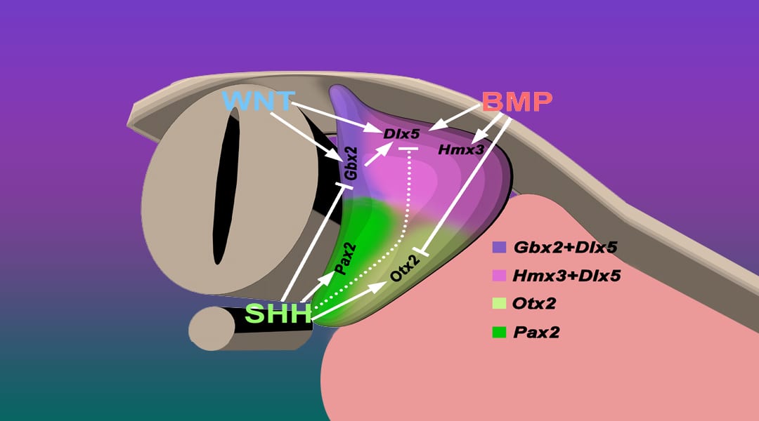 Hearing Crosstalk: The Molecular Conversation Orchestrating Inner Ear Dorsoventral Patterning