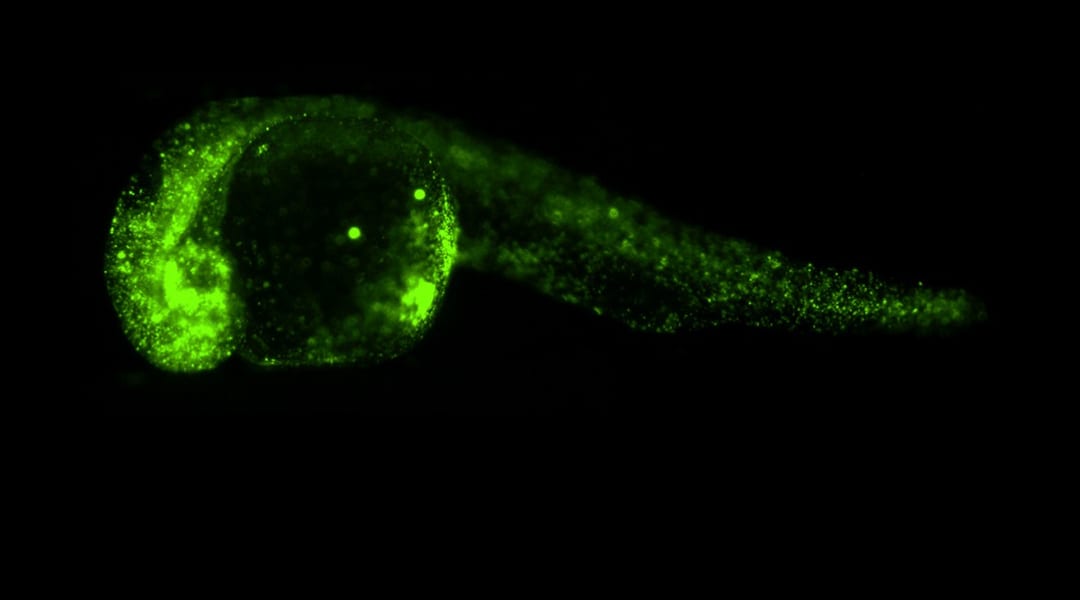 Holographic Optical Tweezers Applied to Living Zebrafish Embryos