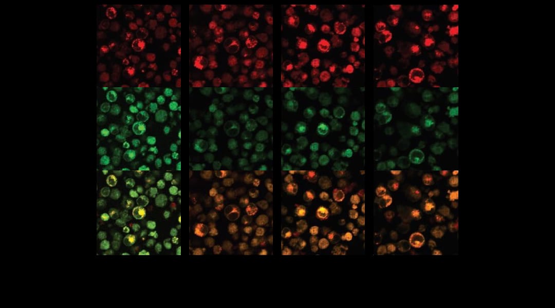 Molecular Therapeutics for Drug-Free Cancer Treatment