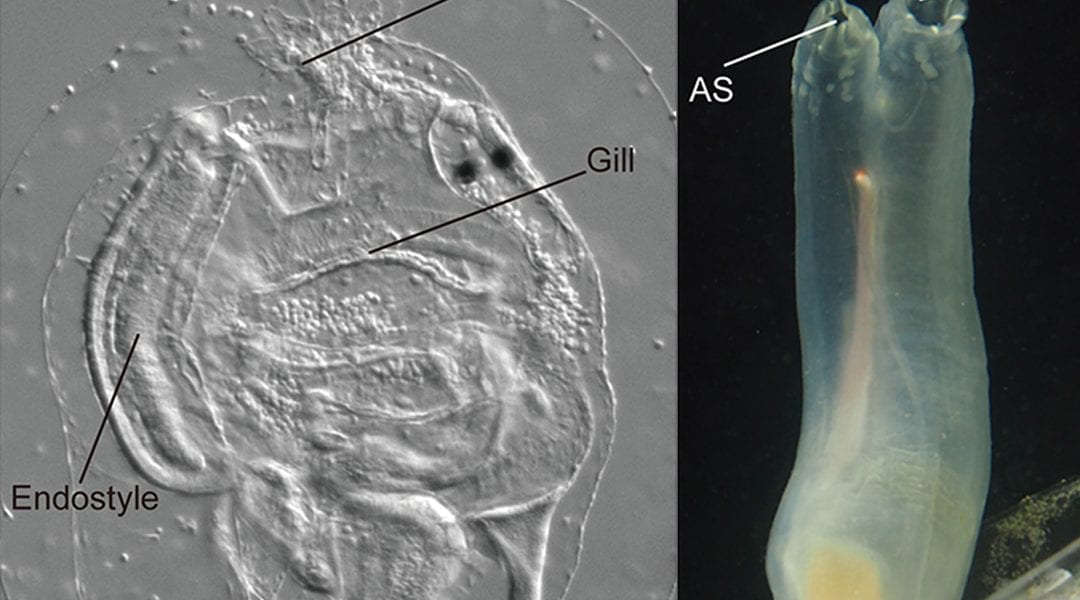 Ascidians: Our Closest Invertebrate Relatives?