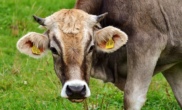 Successfully Detecting Cows’ Milk Allergen