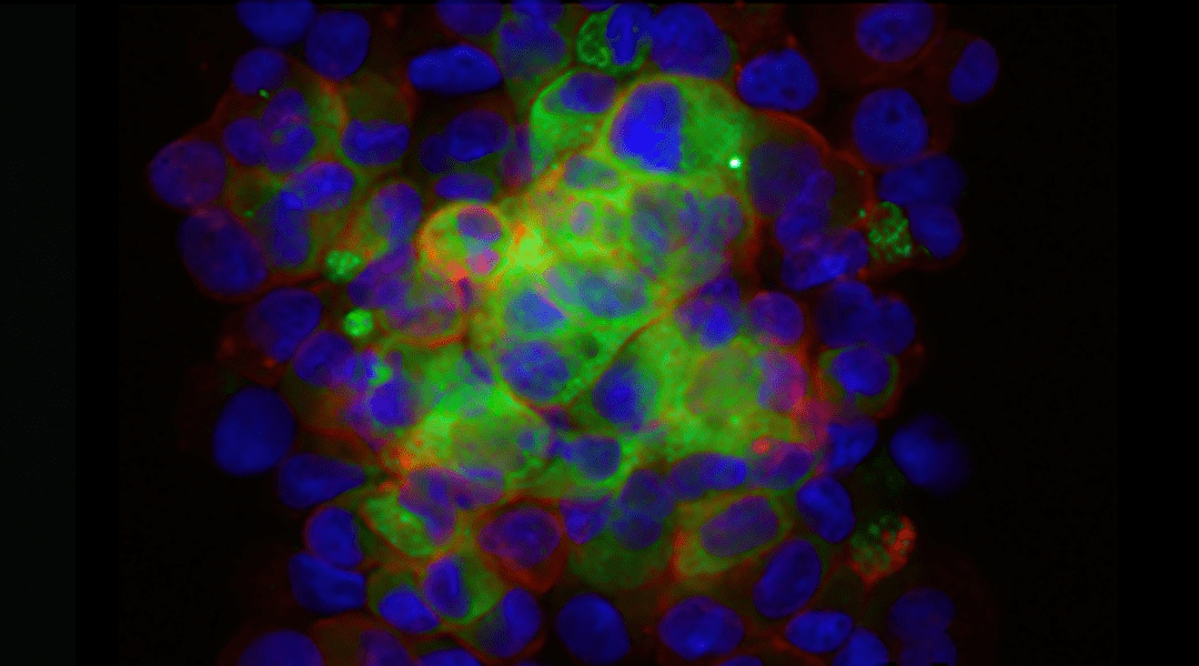 Cells in Microgravity