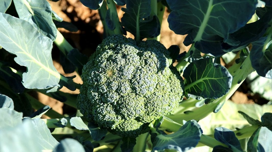 UV Responsive Bio-based Polymer from Broccoli Seed Oil - Advanced Science  News