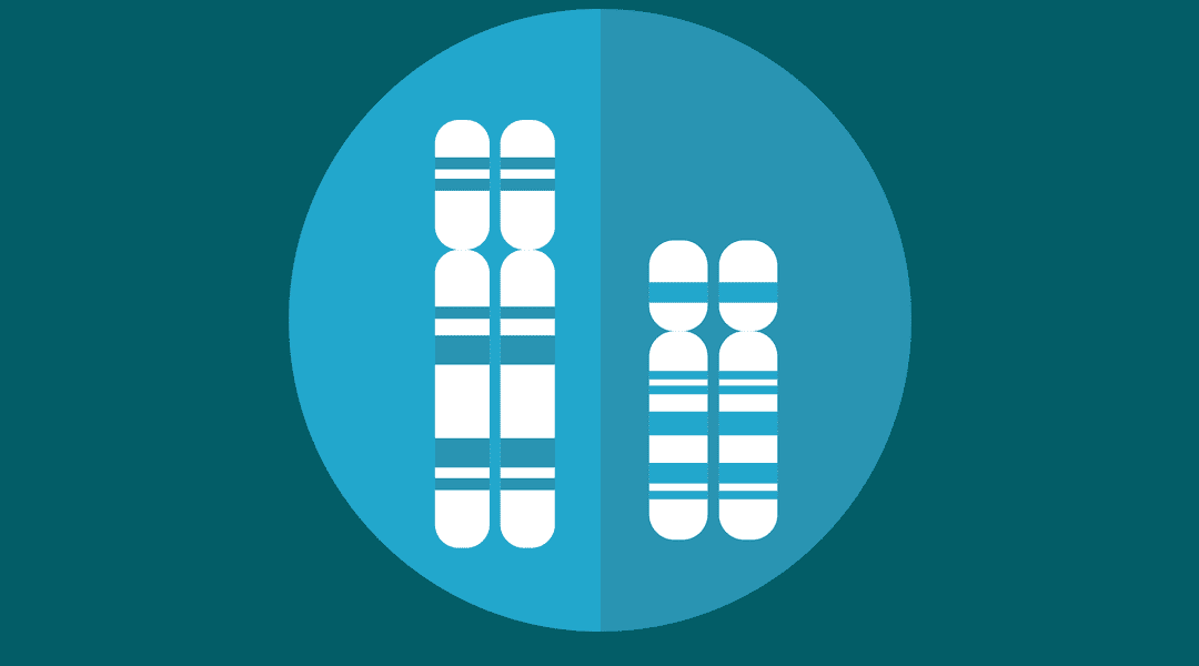 Aneuploidy and Chromosomal Instability: Their Relationship and Consequences