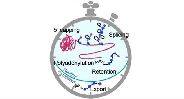 Circadian Processes in the RNA Life Cycle