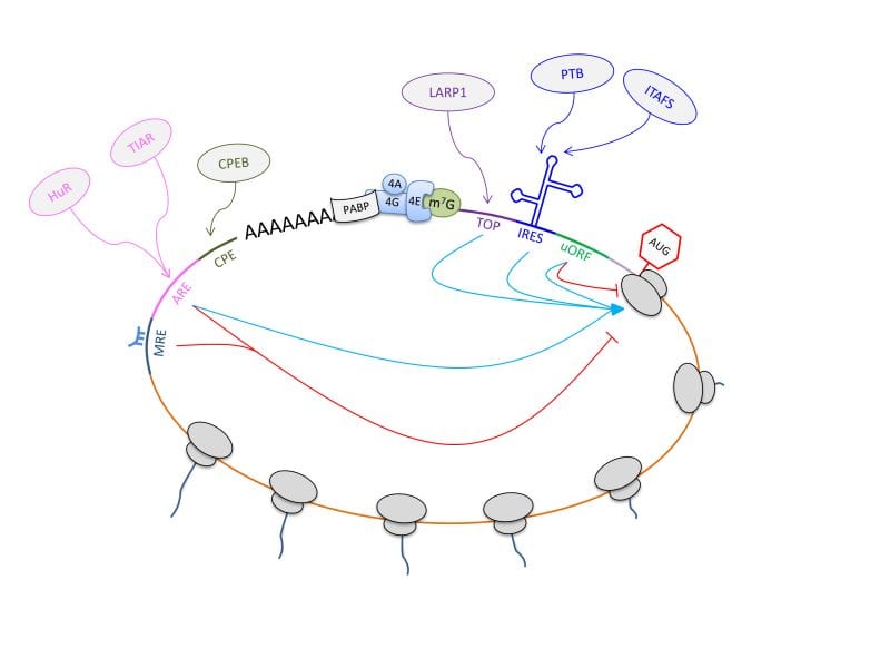 The Company an RNA Keeps: what we know and how we find out more