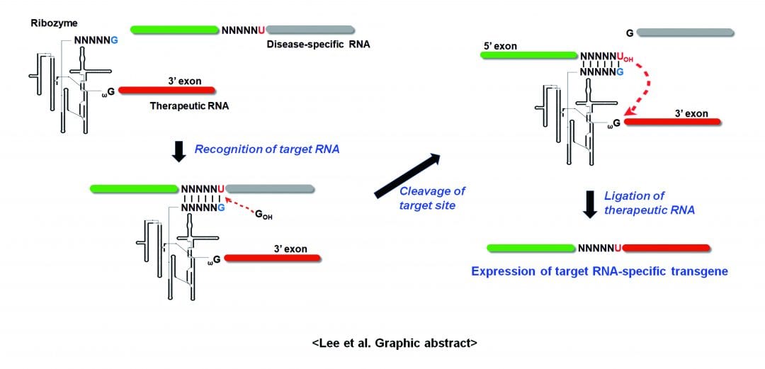 Therapeutic Applications of Group I Intron-Based Trans-Splicing Ribozymes