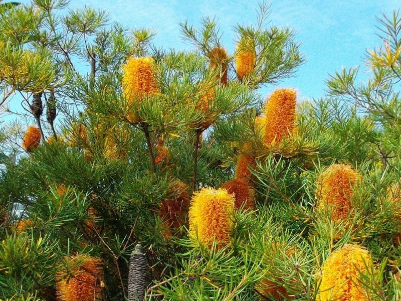 Heat-Triggered Release: Opening the Banksia Seed Pod