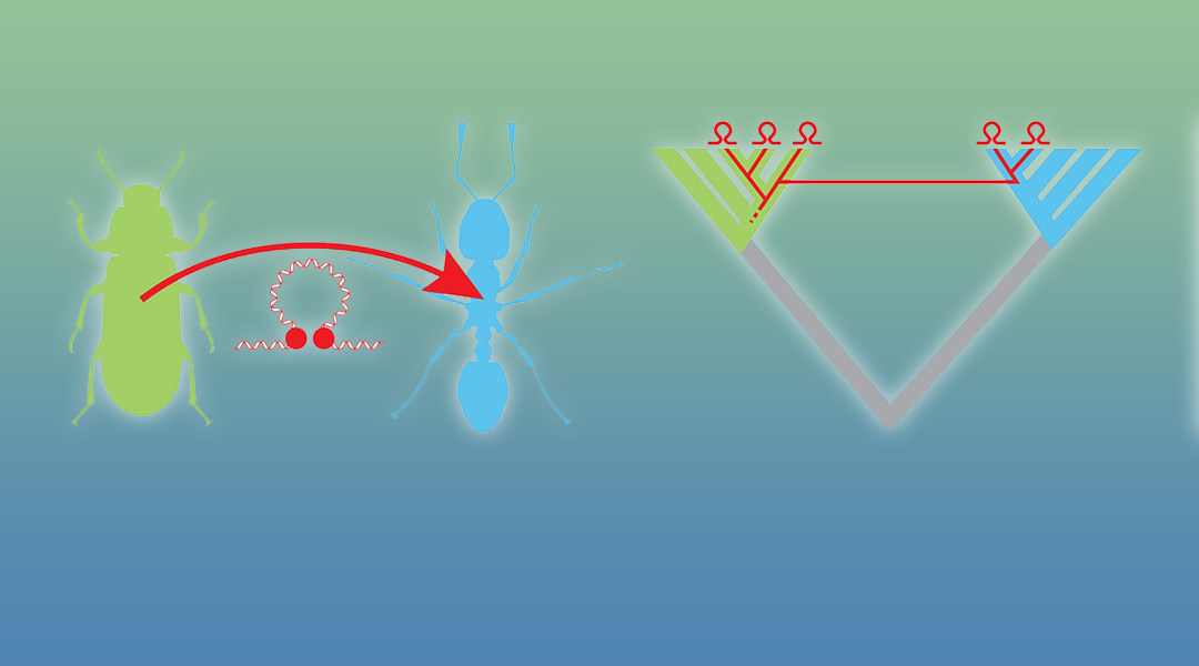 Horizontal Transfer of Transposable Elements