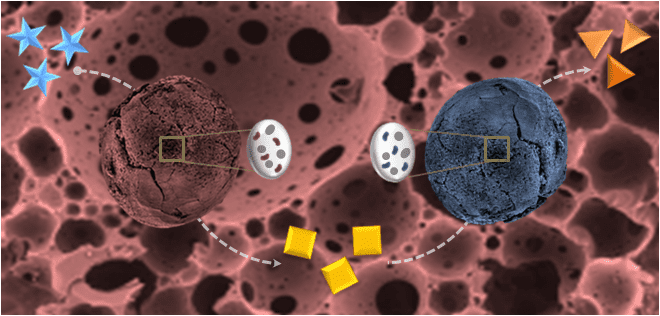 Biocatalysis with Trapped Bacteria