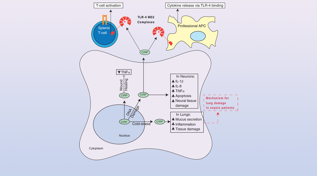 Cold-Inducible RNA Binding Protein in Cancer and Inflammation