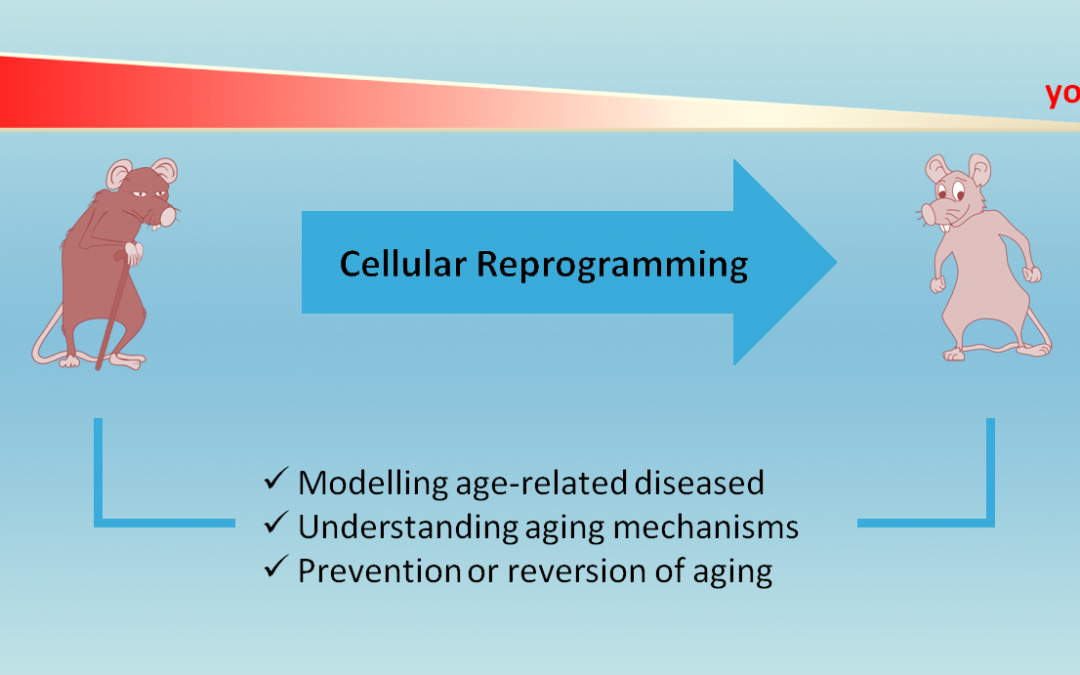 Cellular Reprogramming: A New Way to Understand Aging Mechanisms