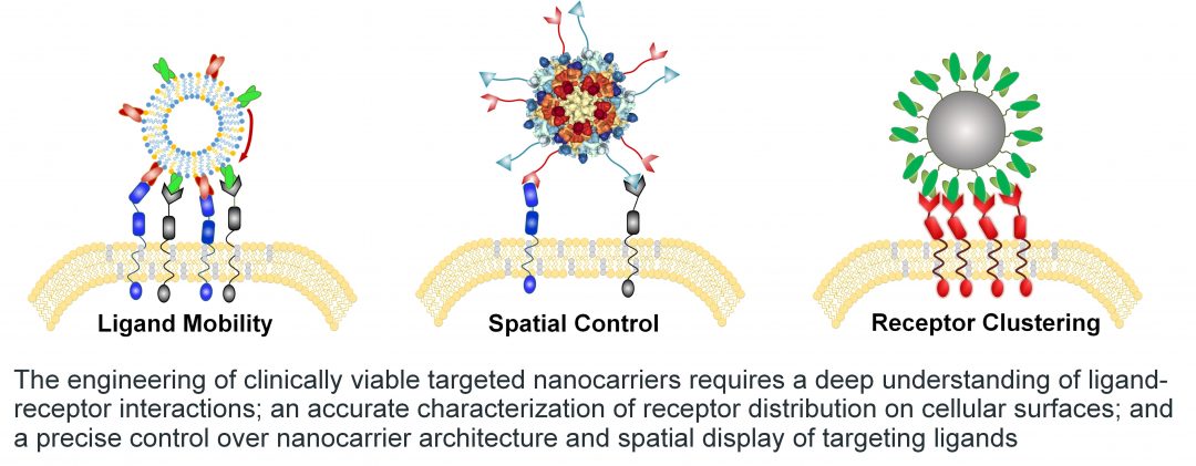 Precision Engineering of Targeted Nanocarriers