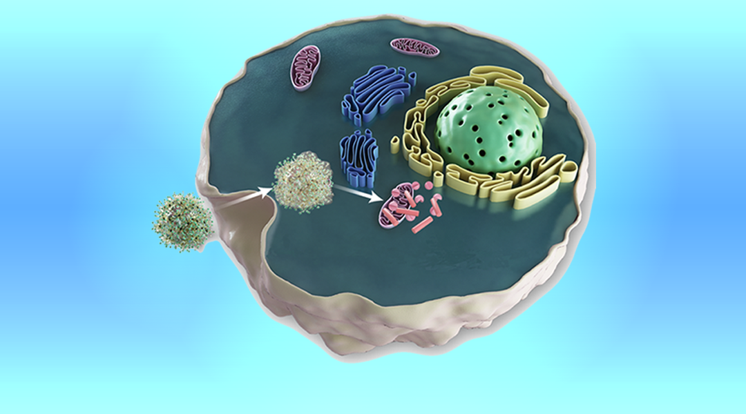 Targeted, ROS-Promoted Nanomedicine for Cancer Treatment