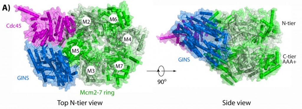 Figures And Data In Cmg Helicase Disassembly Is Controlled By
