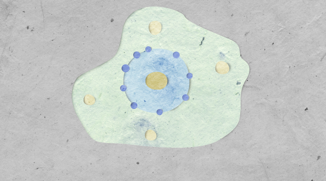 Disorder Brings Order: Membraneless Organelles and Intrinsically Disordered Proteins