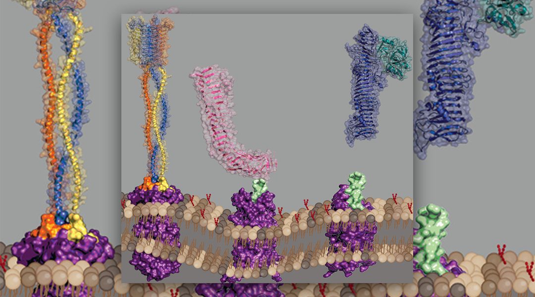 Special Issue: Extracellular Matrix and Extracellular Environment