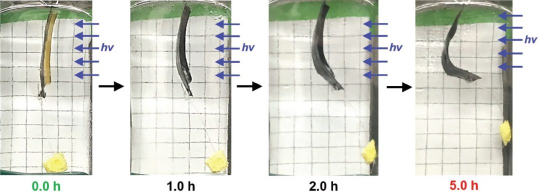 Artificial Muscle is Light-Triggered, Redox-Actuated