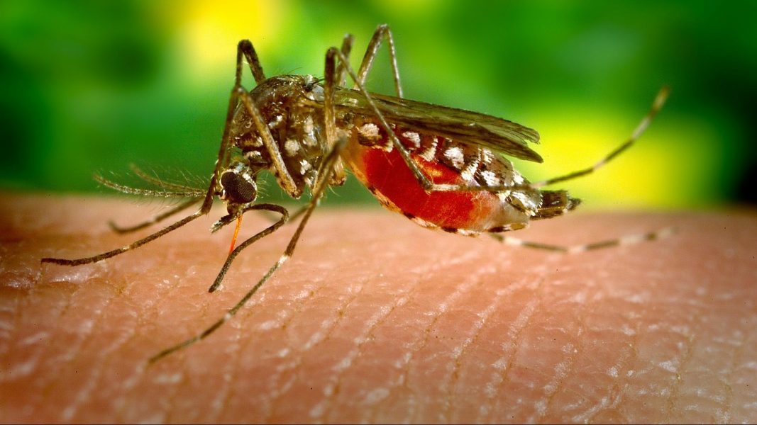 Tackling Mosquitos Using Protease Inhibitors