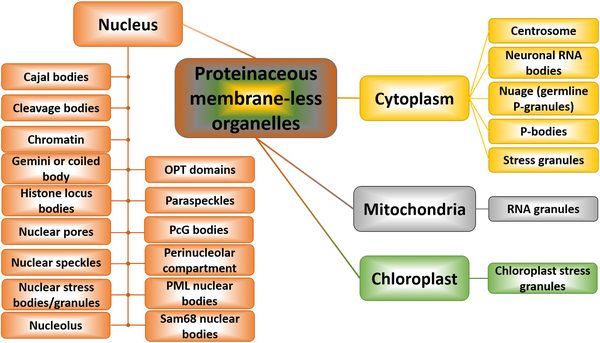 Membraneless organelles