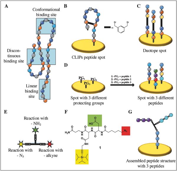 A Trifunctional Linker for Purified 3D Assembled Peptide Structure Arrays: Epitope and technology overview