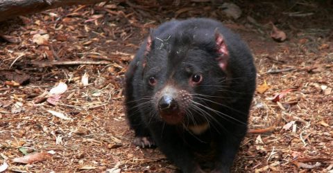 The Devil Fights Back: How the Tasmanian Devil Adapts to Transmissible