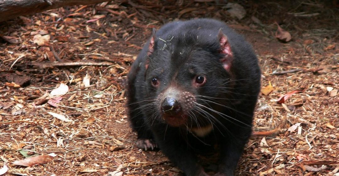 The Devil Fights Back: How the Tasmanian Devil Adapts to Transmissible Cancer