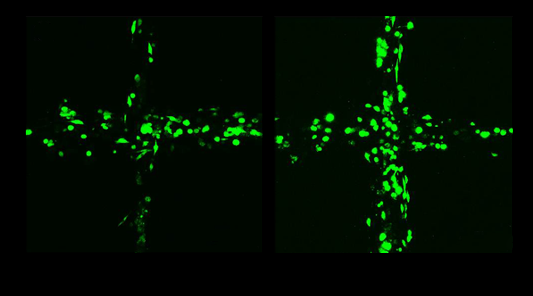 Printing Viable Cells – The Keys to a Longer Life