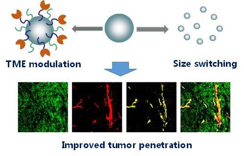 Improving Nanomedicine Tumor Penetration by Design