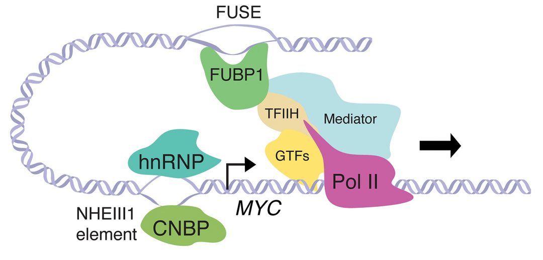 Regulating Gene Expression: DNA Provides a Twist