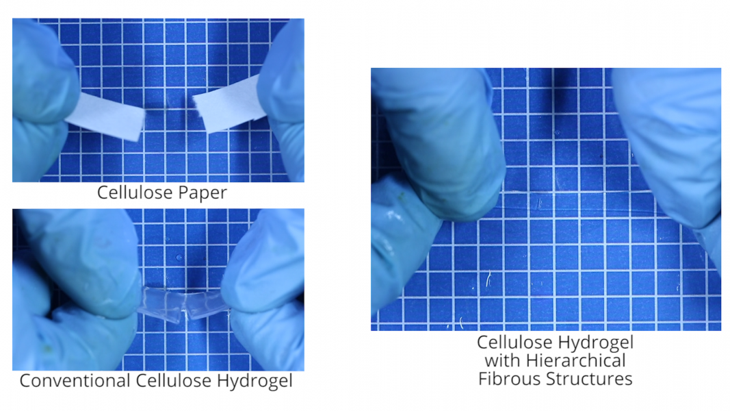 Highly-Ordered Hydrogels as Mimics for Natural Ligaments [Video]