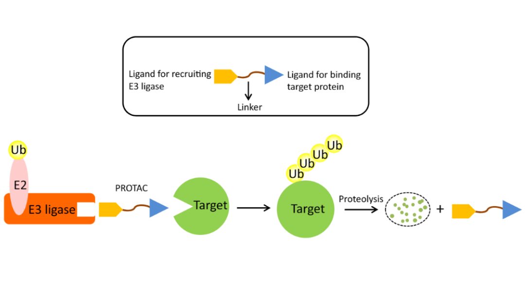 PROTACs: Eliminating Disease-Causing Proteins