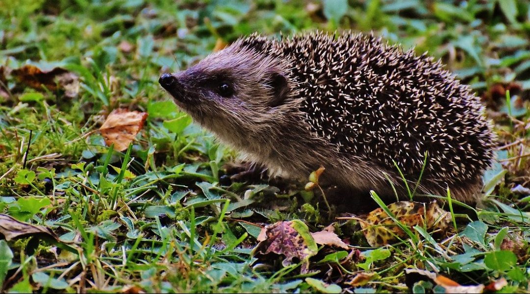 Copper Nanowire Hedgehogs: Nature-Inspired SERS Substrates