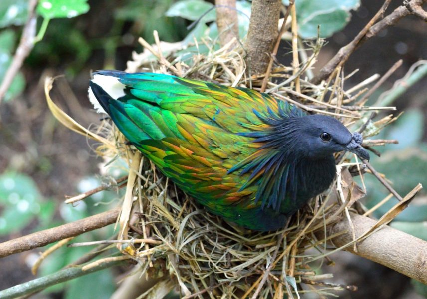 Shining a Light on the Nicobar Pigeon