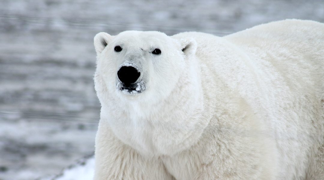 Thermal Insulation: As Stealthy as a Polar Bear