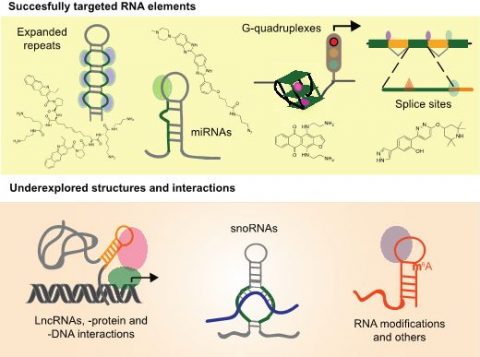 Targeting Rna In Mammalian Systems With Small Molecules Advanced Targeting Rna In Mammalian Systems With Small Molecules Advanced